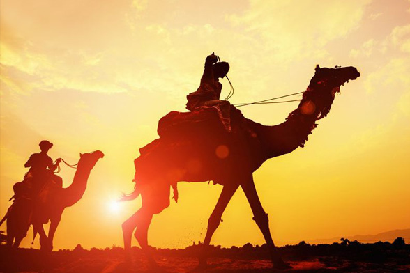 Ras Al Khaimah Camel Trekking - Trending RAK Desert Safari Tours